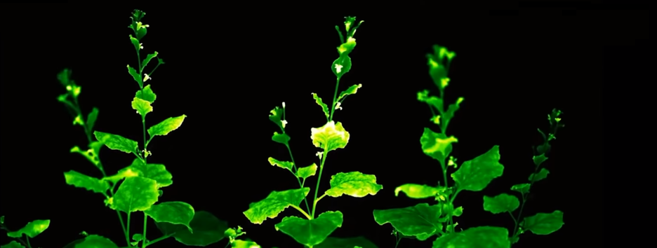 Научный эксперимент: генетики создали растение, которое может светиться в темноте - видео