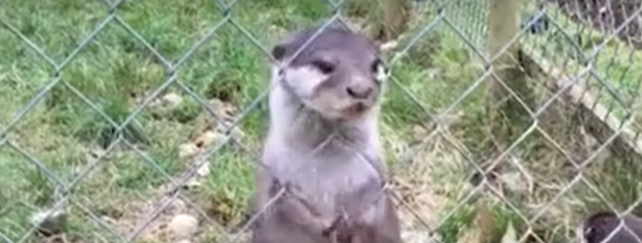 Загадочная привычка: ученые провели эксперимент над выдрами-жонглерами - видео