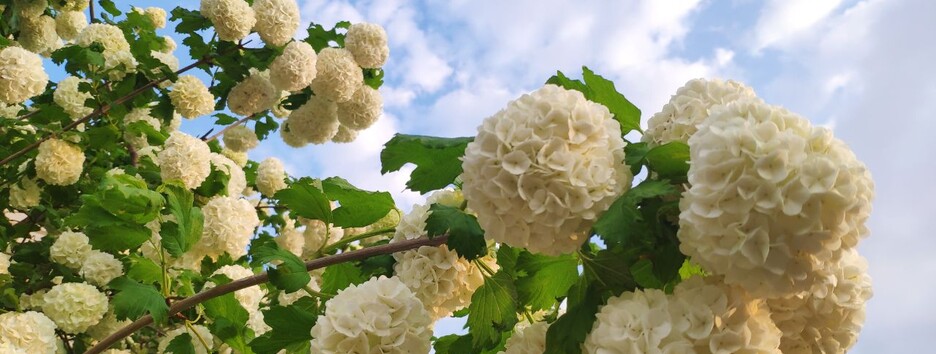 «Как лето»: украинцев порадовали прогнозом погоды - карта