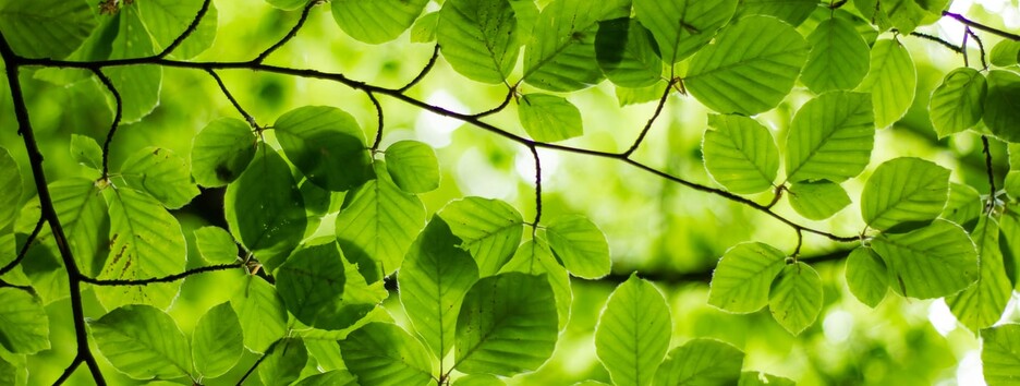 «Температурный хаос»: какую погоду принесет антициклон Quirinius - карта