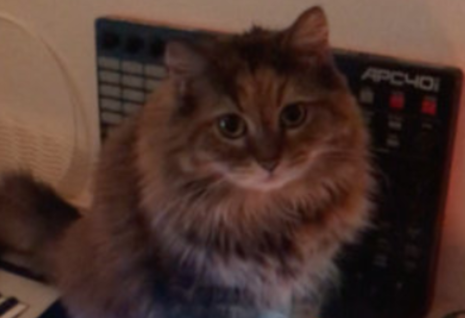 Умиротворяющая музыка: кошка записала несколько треков, посидев на MIDI-контроллере - аудио - фото 1