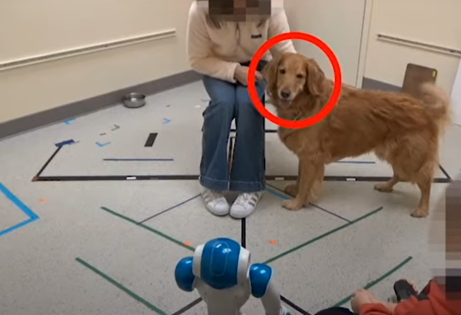 Подчинились только человекоподобным роботам: собаки обучились выполнять команды андроидов - видео - фото 1