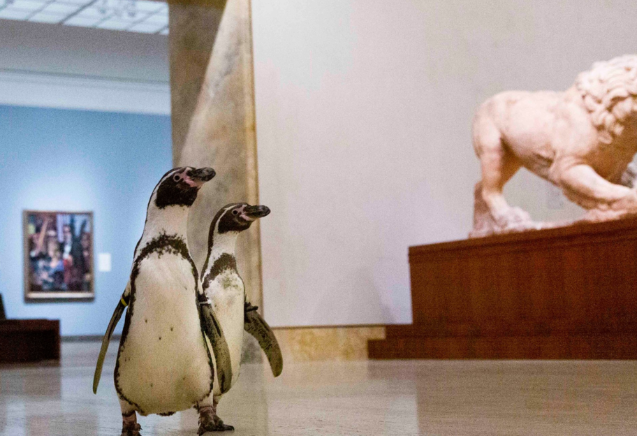 Ценители искусства: группу пингвинов сводили на экскурсию в музей – фото, видео - фото 1