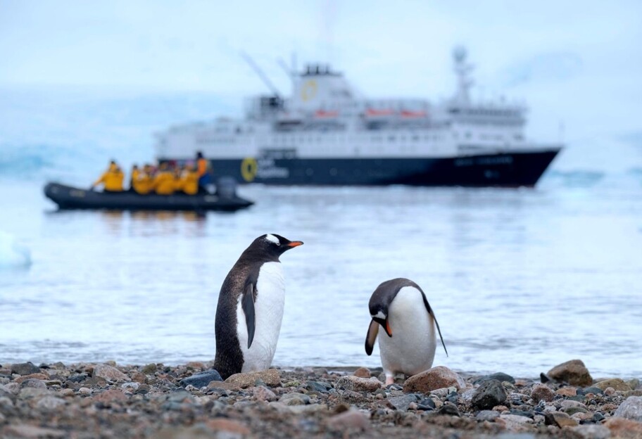 Помет пингвинов и веселящий газ - какая между ними связь и чем это грозит ученым - фото 1