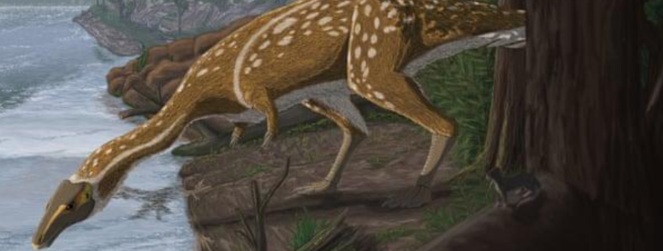 Уникальная находка: в Австралии нашли кости редчайшего динозавра - фото