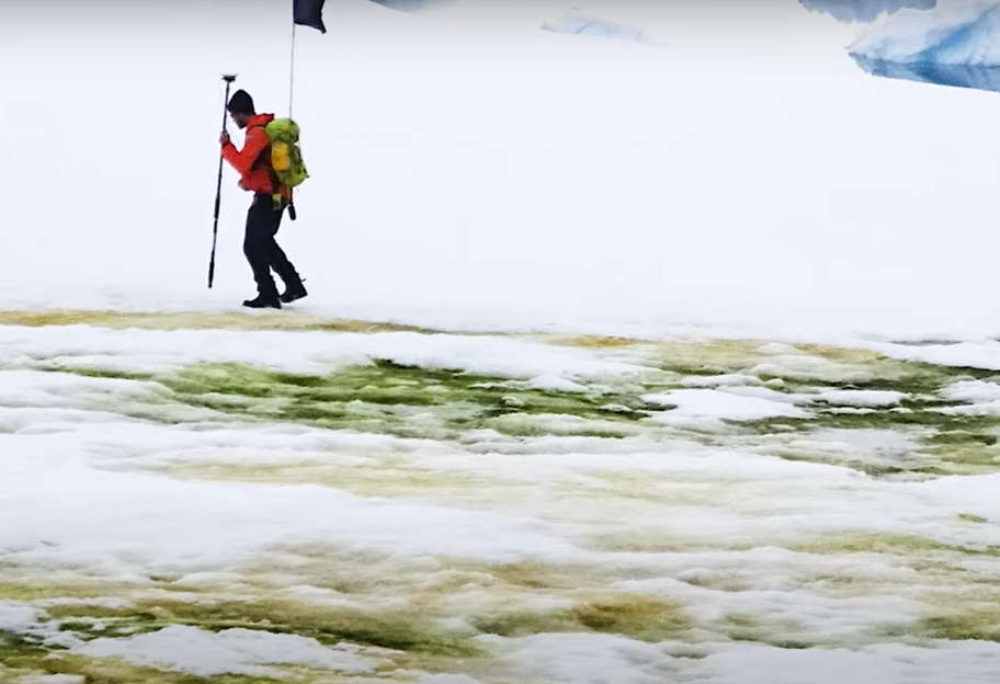 Климатический кризис: в Антарктиде снег окрасился в зеленый цвет - видео - фото 1