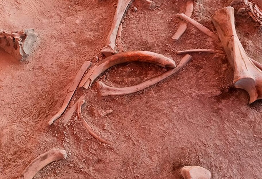 Находка, способная переписать историю - в Мексике нашли кости десятков мамонтов - фото, видео - фото 1