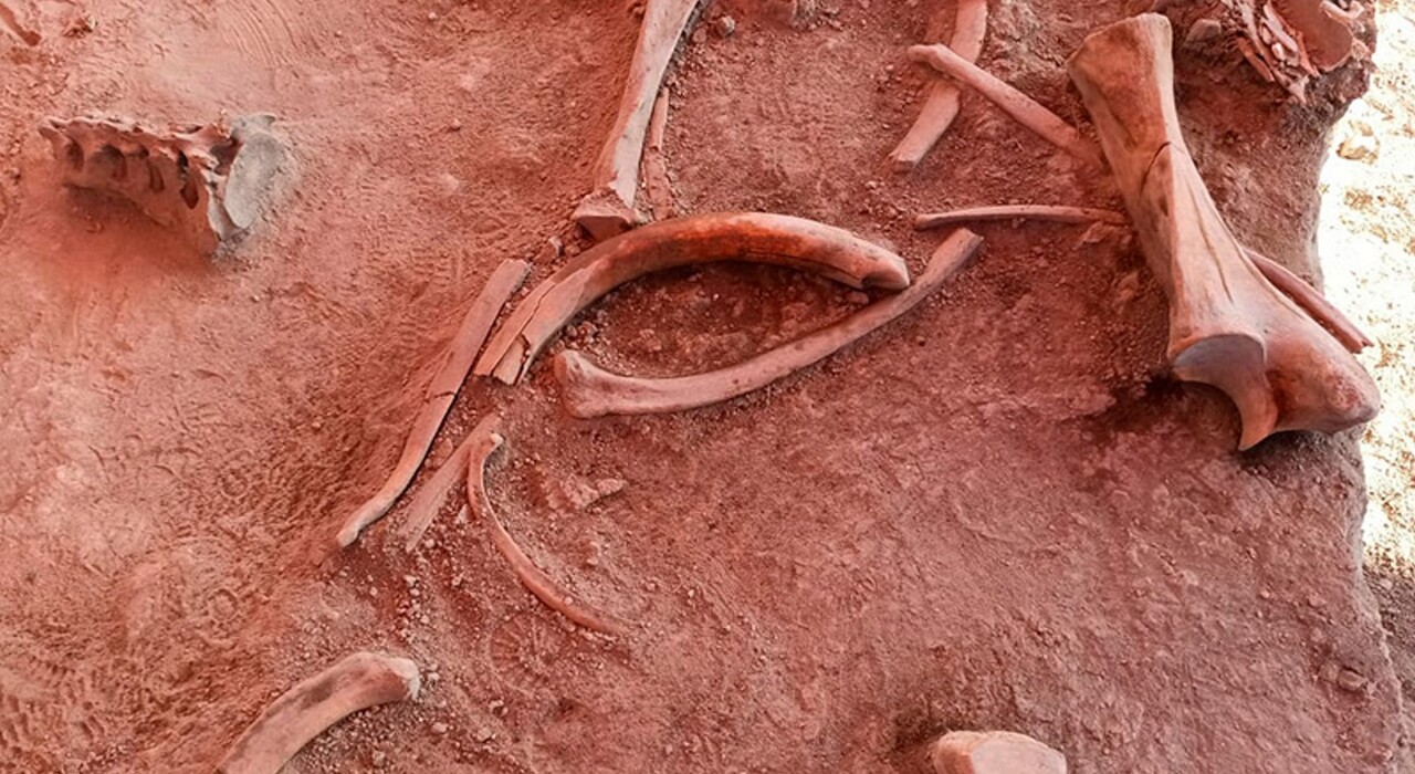Находка, способная переписать историю: в Мексике нашли кости десятков мамонтов - фото, видео фото
