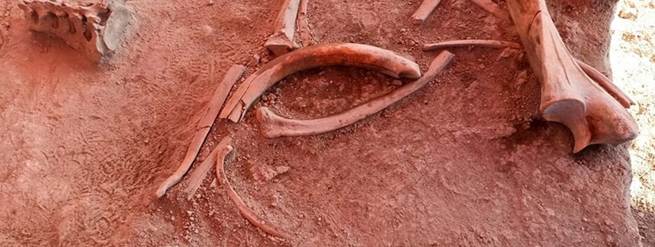 Находка, способная переписать историю: в Мексике нашли кости десятков мамонтов - фото, видео