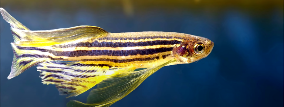 Феномен отчаяния: ученые проверили препараты от депрессии на рыбках