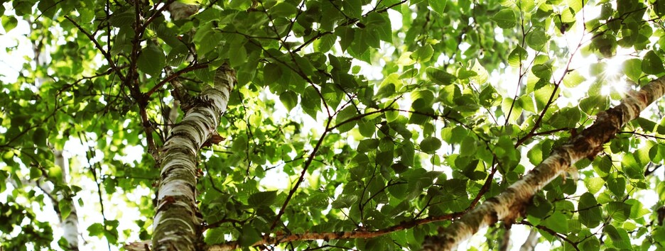 Троица 2020: приметы, традиции и обряды, что можно и что нельзя делать - видео