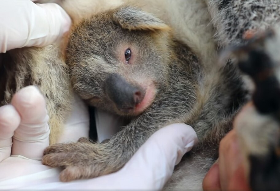 Впервые после масштабных пожаров в Австралии родился детеныш коалы - фото 1