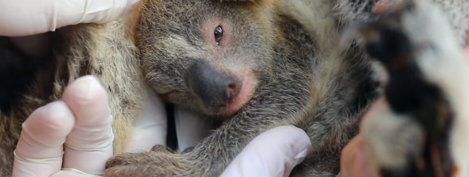 «Надежда на будущее дикой природы»: в Австралии впервые после пожаров родилась коала - видео