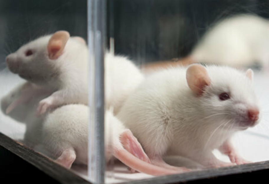 Прижилась и работала: ученые пересадили крысам искусственную мини-печень из клеток человека - фото 1
