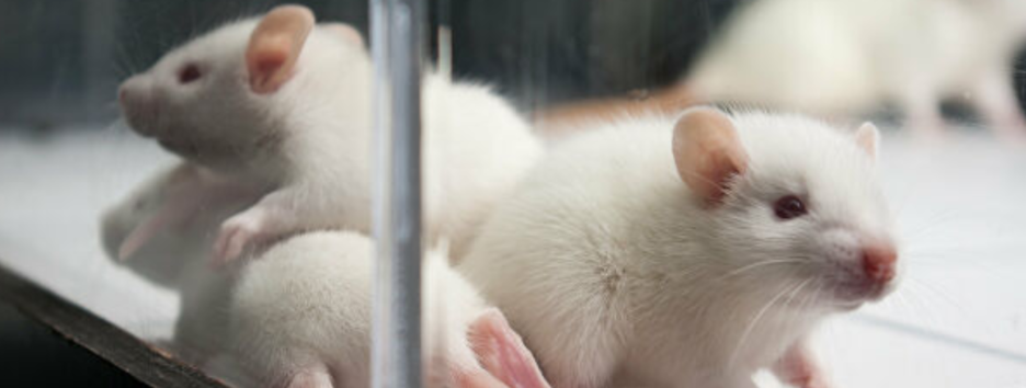 Прижилась и работала: ученые пересадили крысам искусственную мини-печень из клеток человека