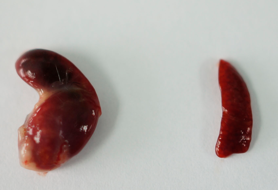 Решит проблему донорства: китайские ученые превратили селезенку мыши в работающую печень - фото 1