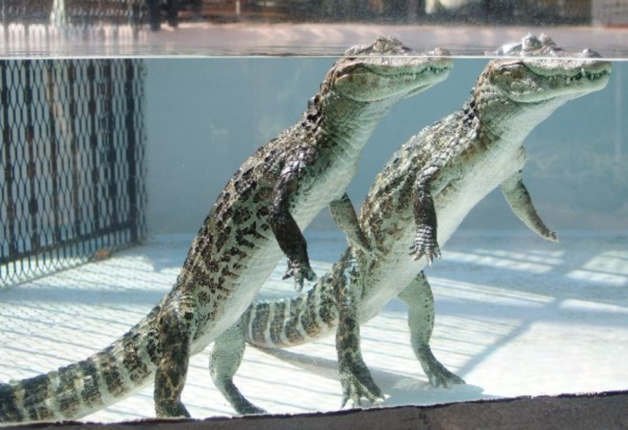 Доисторические чудовища: палеонтологи обнаружили следы прямоходящих предков крокодилов - фото 1