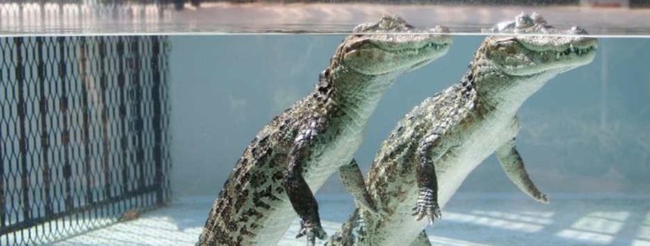 Доисторические чудовища: палеонтологи обнаружили следы прямоходящих предков крокодилов