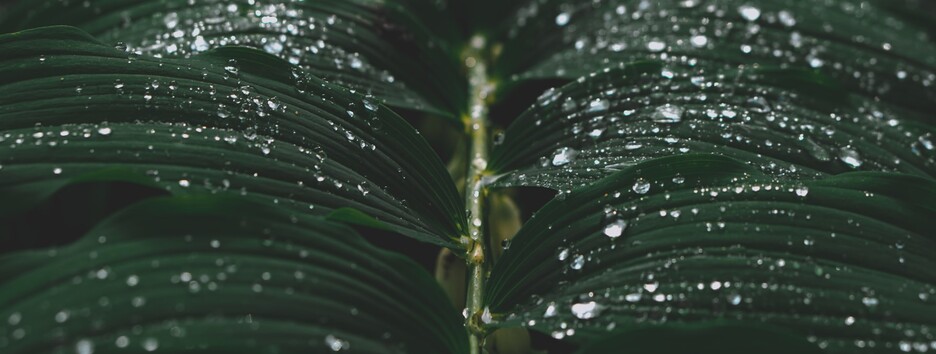 «Можно будет нормально подышать»: какую погоду ждать сегодня - карта