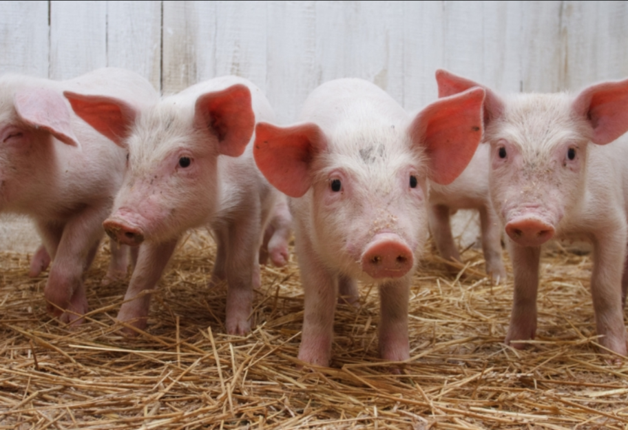 Угроза еще одной пандемии - ученые из КНР обнаружили опасный штамм гриппа у свиней - фото 1