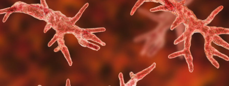 Поедает мозг больного: в США зафиксировали случай заражения редкой амебой