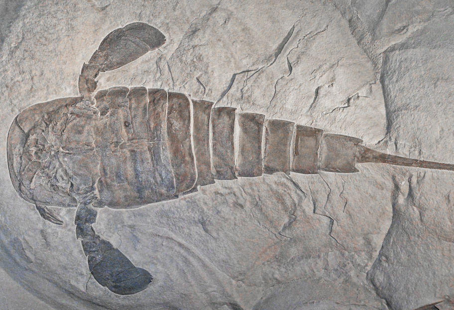 Были больше человека - ученые рассказали о доисторических хищных скорпионах - фото 1