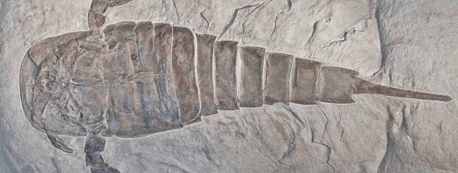 Были больше человека: ученые рассказали о доисторических хищных скорпионах - фото