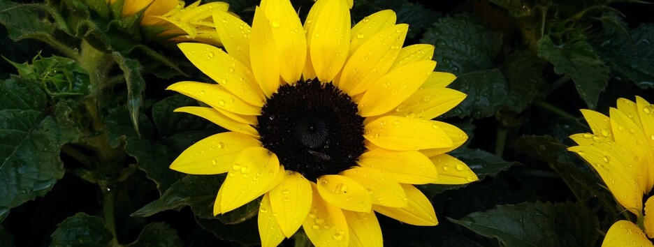 «Дышим свободно»: в Украине ожидается до +30, местами дожди с грозами - карта