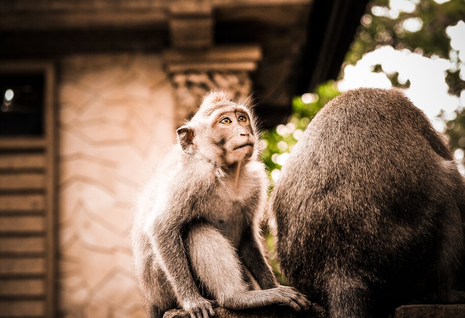 Пушистое безобразие - древний город в Таиланде захватили обезьяны - видео - фото 1