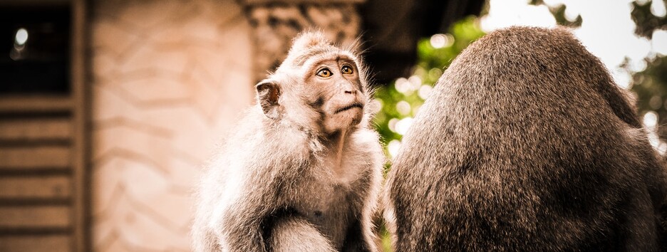 Пушистое безобразие: древний город в Таиланде захватили обезьяны - видео