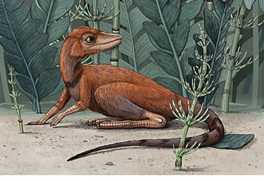 Помещается в кофейную чашку - ученые нашли останки миниатюрного динозавра на Мадагаскаре - фото 1