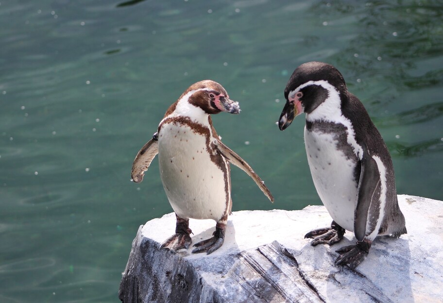 Недетские страсти - японский океанариум вывесил сложную схему взаимоотношений пингвинов - фото - фото 1