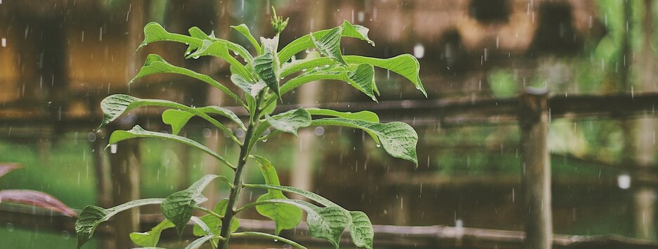 Погода на сегодня: в ряде областей ожидаются дожди и грозы - карта