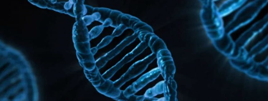 Источник генетического бессмертия: ученые нашли механизм защиты от «прыгающих генов» 