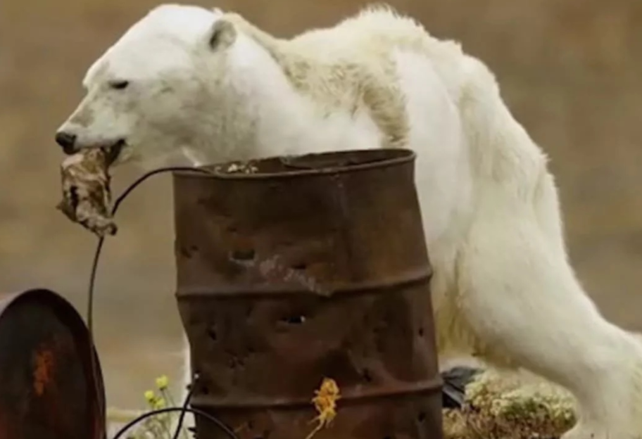 Осталось меньше столетия - ученые посчитали, когда изменение климата уничтожит белых медведей  - фото 1