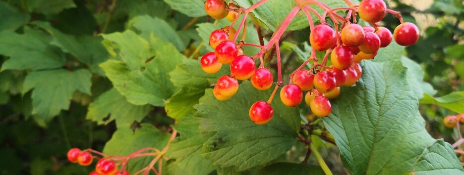 «В Украину идет жара»: какую погоду ожидать в ближайшие дни - карта