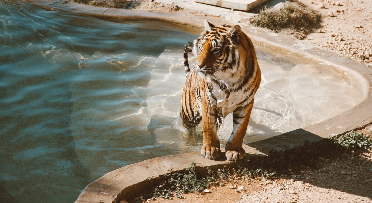 Международный день тигра: история праздника и открытки - фото