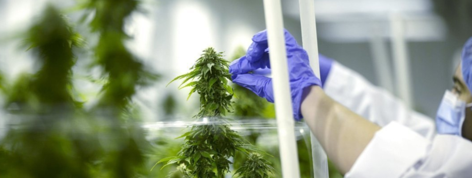 Каннабис против рака: ученые совершили неожиданный прорыв в лечении онкологии