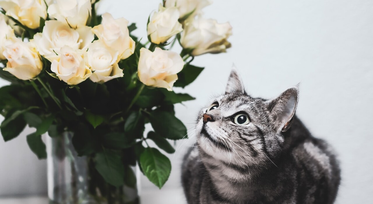 Всемирный день кошек: история праздника, поздравления и открытки - фото, видео