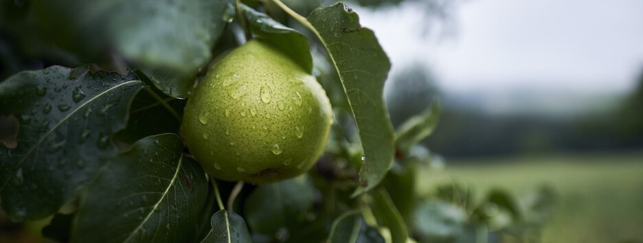 Украину пересекает атмосферный фронт: какую погоду он принесет - карта