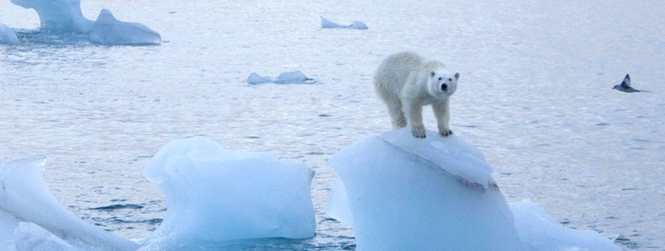 Арктика без льда: ученые назвали пугающие последствия климатического кризиса