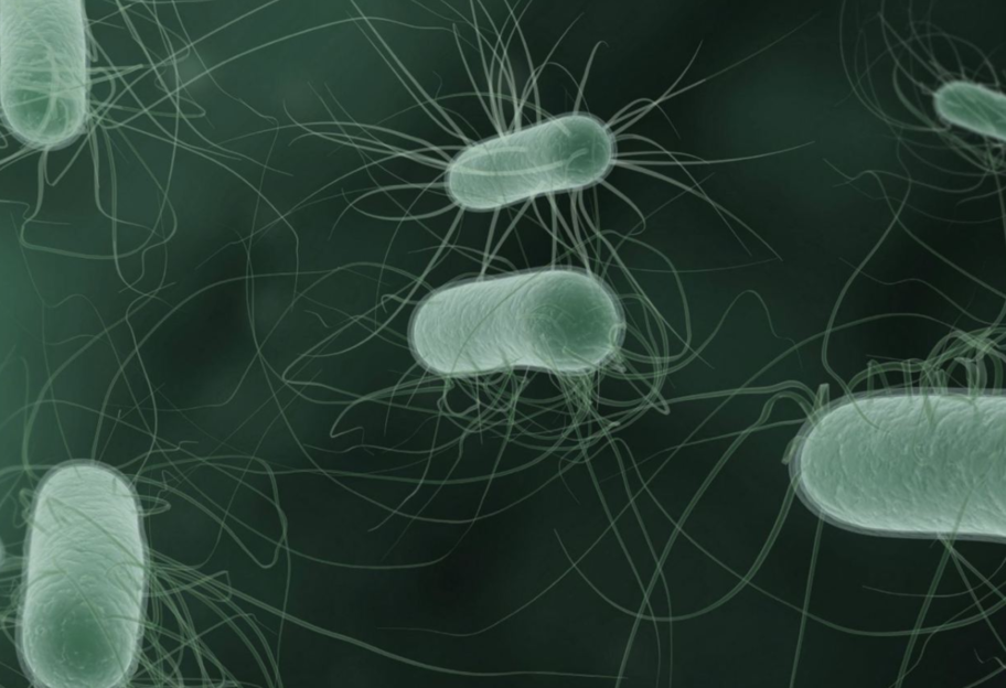 Генетический код жизни - ученые взломали ДНК бактерии - фото 1