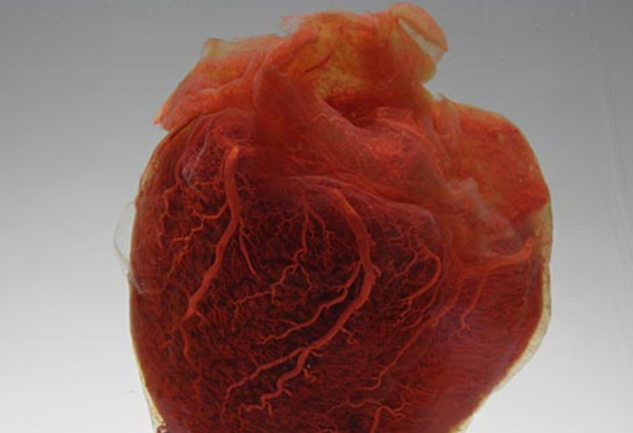 Прорыв в кардиологии - биологи вырастили работающее мини-сердце человека - фото 1