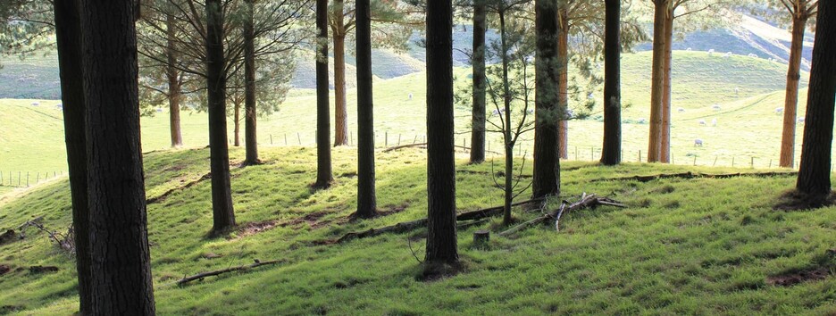 «Лето старается нам угодить»: какую погоду украинцам ждать в пятницу - карта