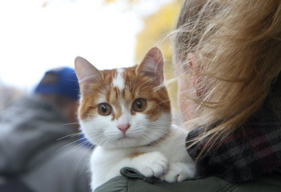 Для защиты любимцев - в Раде подготовили законопроект о платной регистрации домашних животных - фото 1