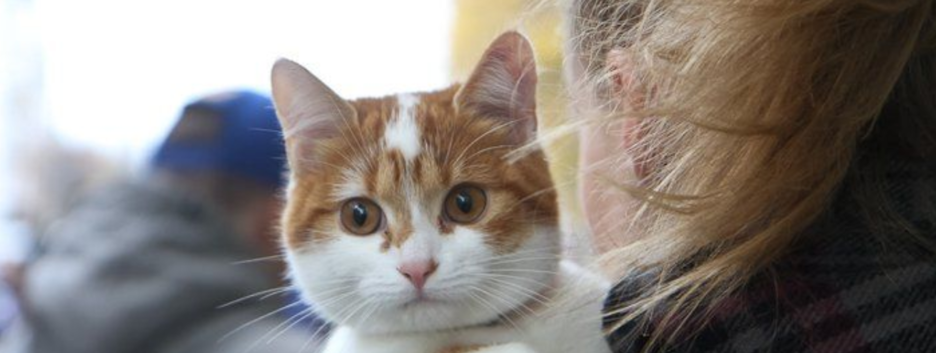 Для защиты любимцев: в Раде подготовили законопроект о платной регистрации домашних животных