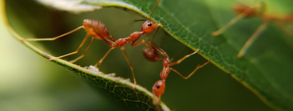 Необычный симбиоз: ученые решили загадку появления сложной жизни