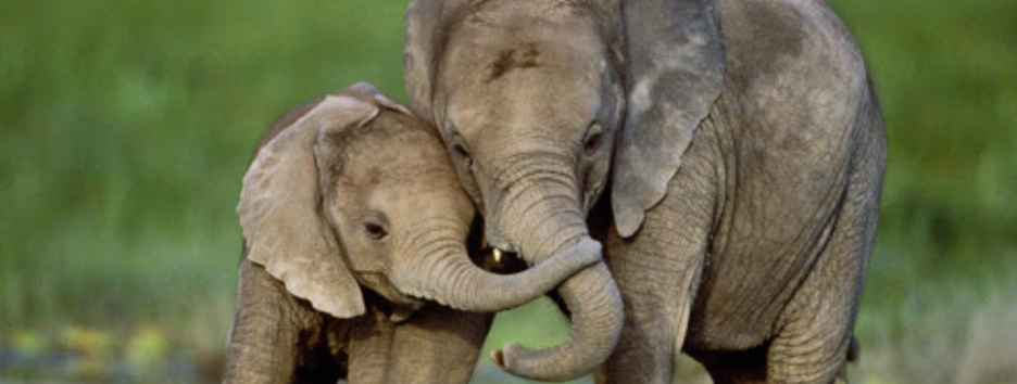 Причина долголетия: ученые выяснили, как замедляется старение у животных