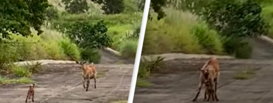 Трогательная история: кадры спасения козленка на Филиппинах стали вирусными - видео 