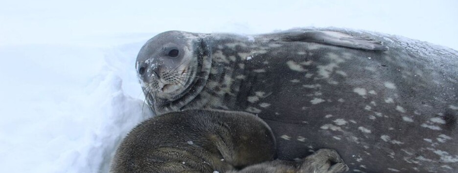 Соседка украинских полярников: на станции «Академик Вернадский» необычное пополнение - фото
